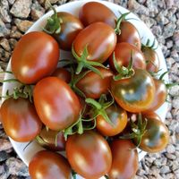 Chornaja Grusha, Svart päron